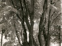 Velelisna lipa Ilirika retro